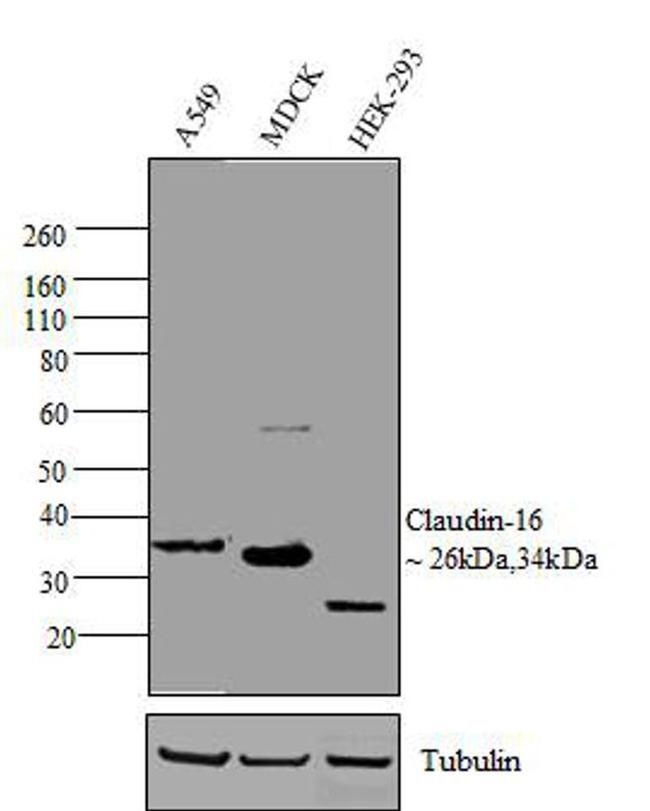 Claudin 16 Antibody in Western Blot (WB)