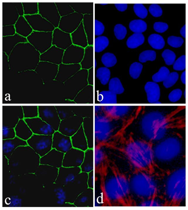 Claudin 2 Antibody in Immunocytochemistry (ICC/IF)