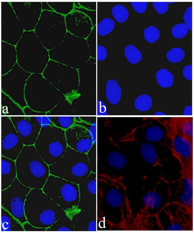 Claudin 8 Antibody in Immunocytochemistry (ICC/IF)