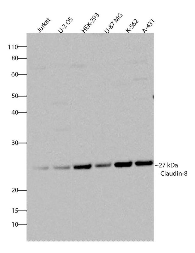 Claudin 8 Antibody in Western Blot (WB)