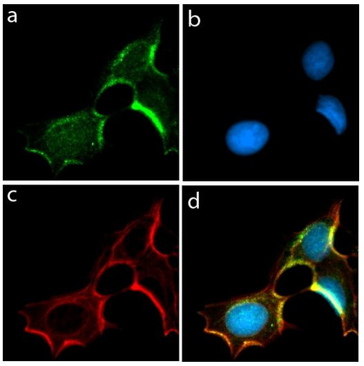 Connexin 36 Antibody in Immunocytochemistry (ICC/IF)