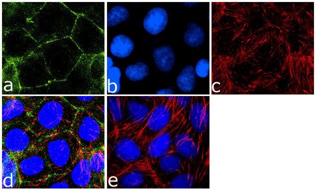 JAM-A (CD321) Antibody in Immunocytochemistry (ICC/IF)