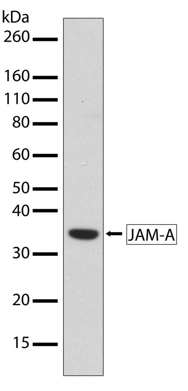 JAM-A (CD321) Antibody in Western Blot (WB)