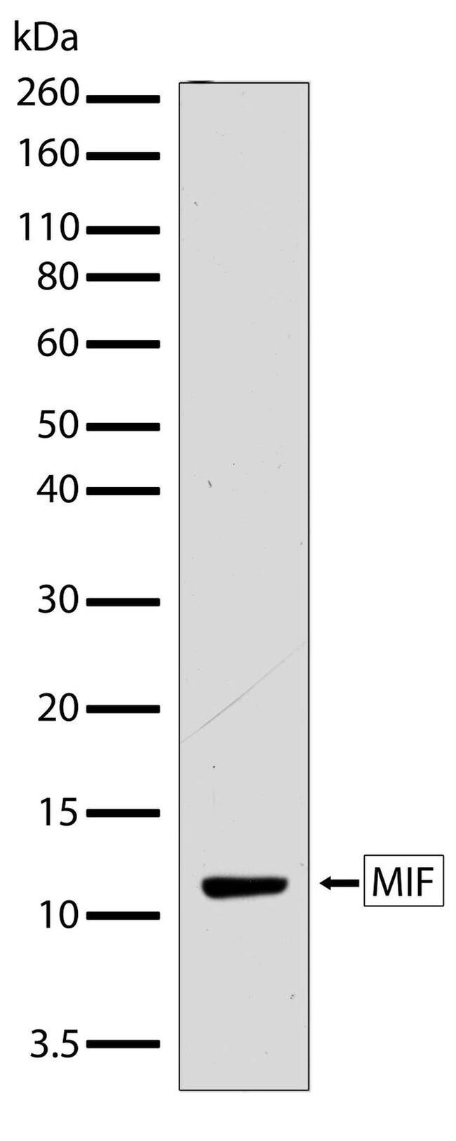 MIF Antibody in Western Blot (WB)