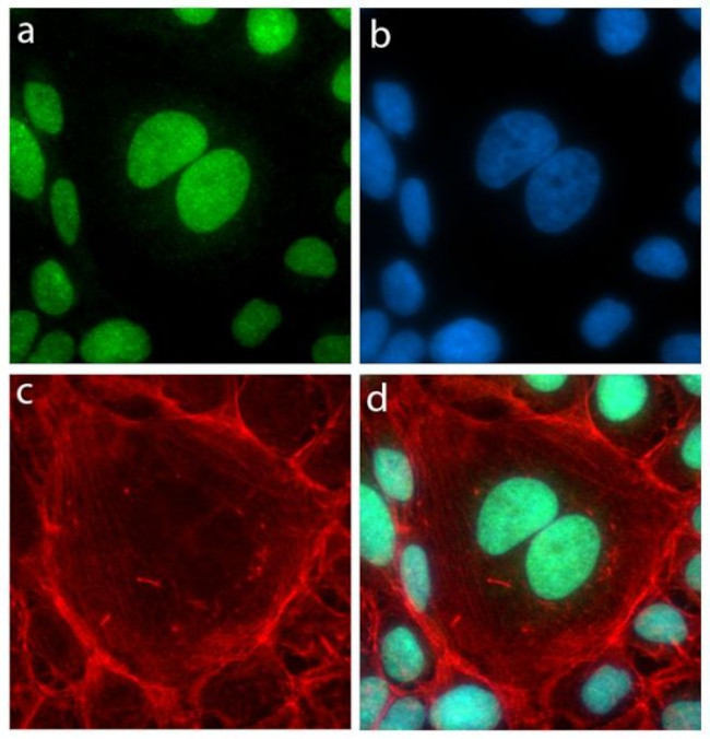 GATA2 Antibody in Immunocytochemistry (ICC/IF)