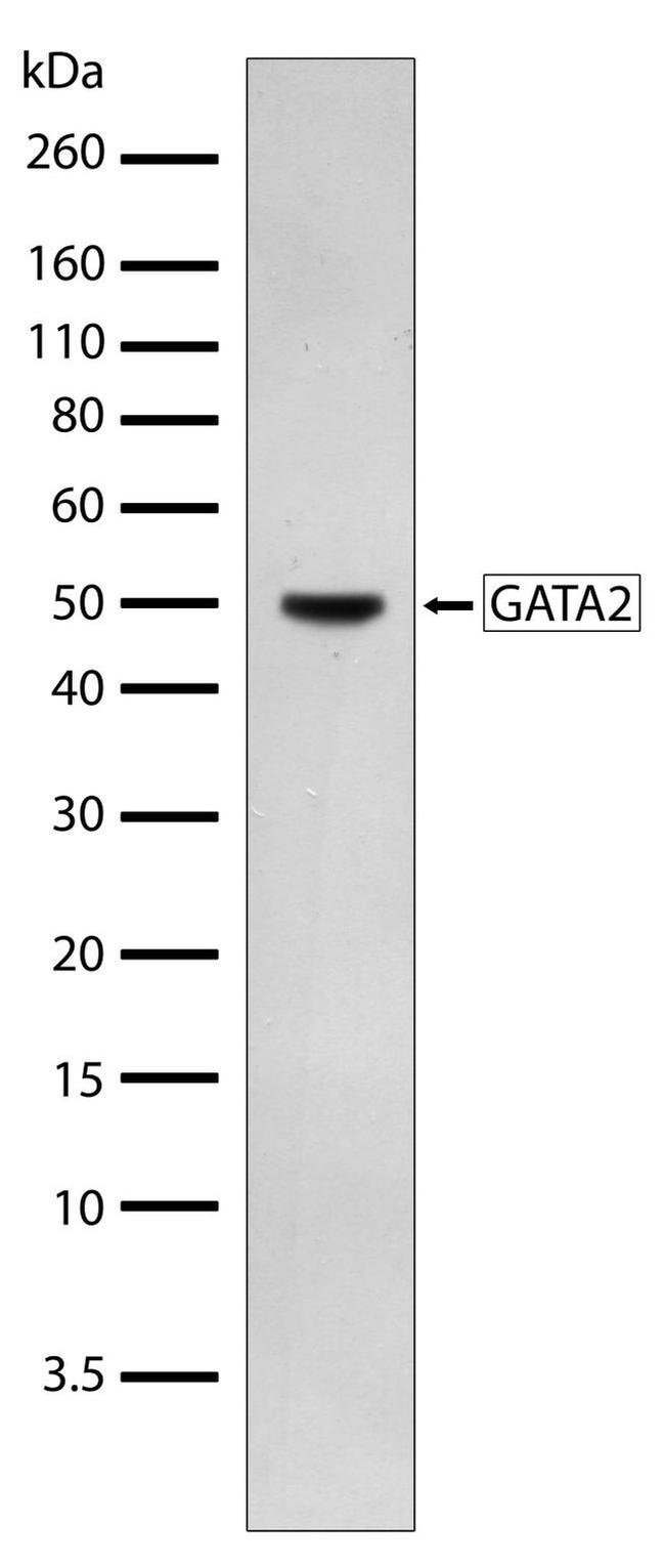 GATA2 Antibody in Western Blot (WB)