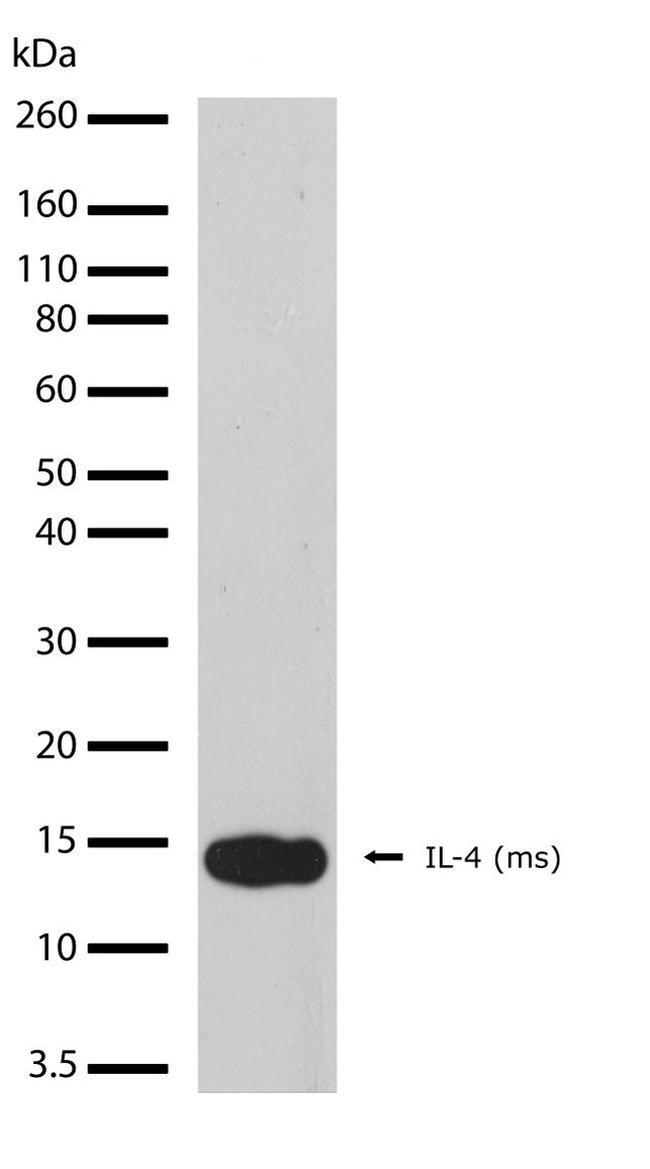 IL-4 Antibody in Western Blot (WB)