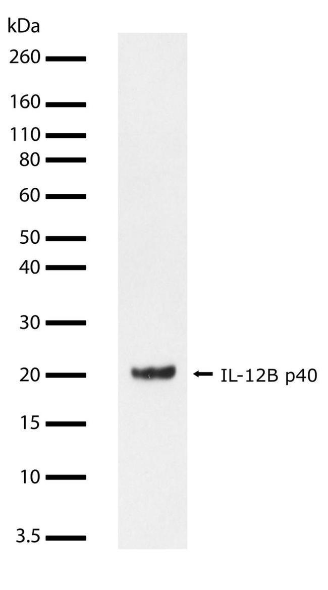 IL-12 p40 Antibody in Western Blot (WB)