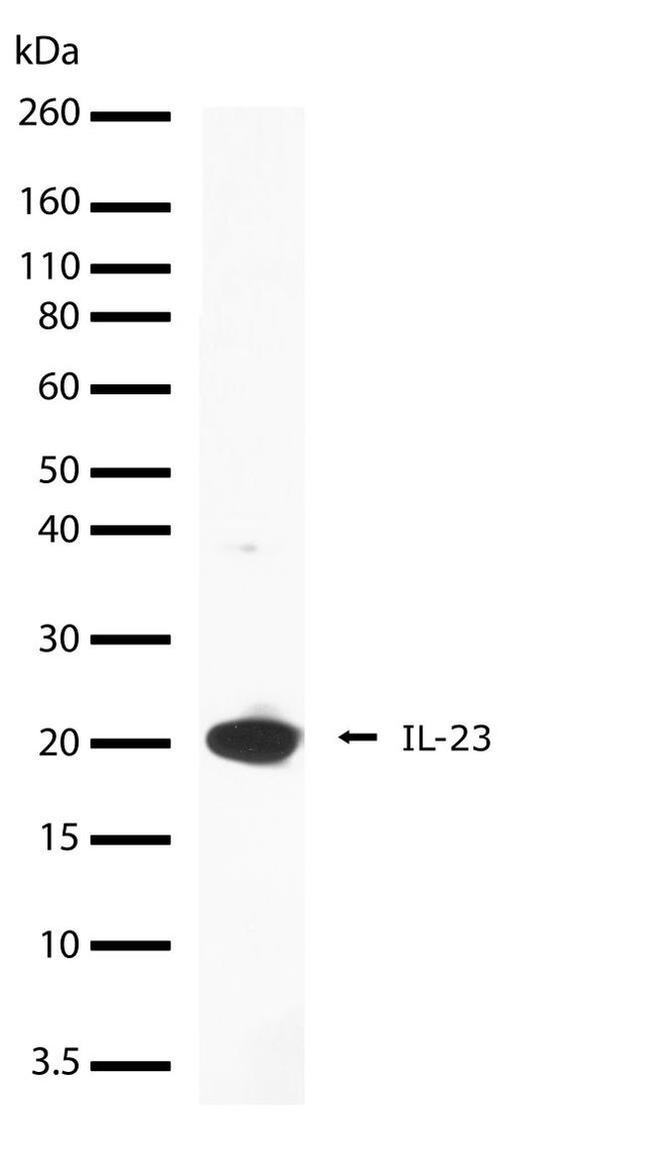 IL-23 p19 Antibody in Western Blot (WB)