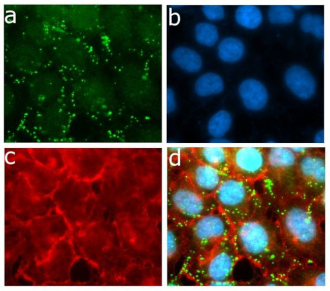 ApoC3 Antibody in Immunocytochemistry (ICC/IF)