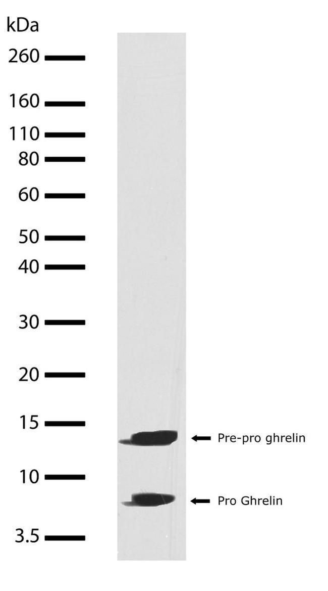 Ghrelin Antibody in Western Blot (WB)