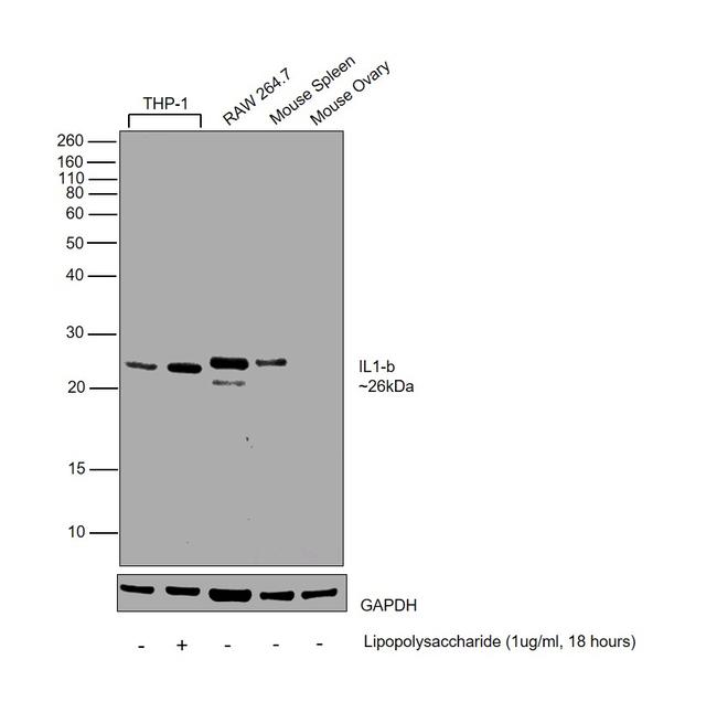 IL-1 beta Antibody