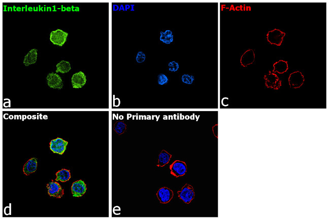IL-1 beta Antibody in Immunocytochemistry (ICC/IF)