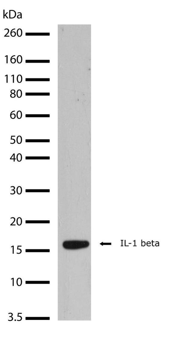 IL-1 beta Antibody in Western Blot (WB)