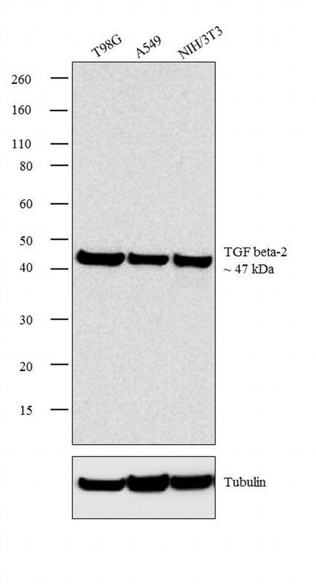 TGF beta-2 Antibody in Western Blot (WB)