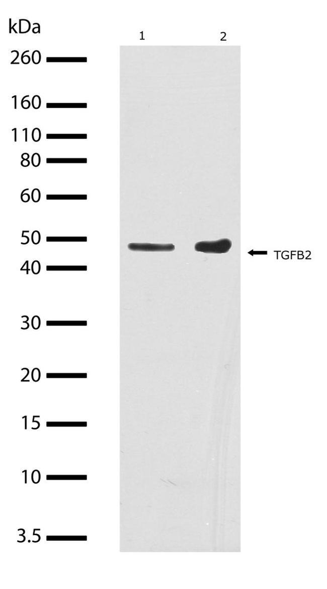 TGF beta-2 Antibody in Western Blot (WB)