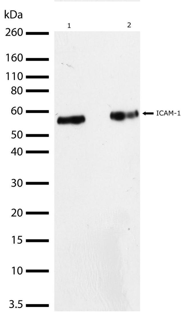 ICAM-1 Antibody in Western Blot (WB)