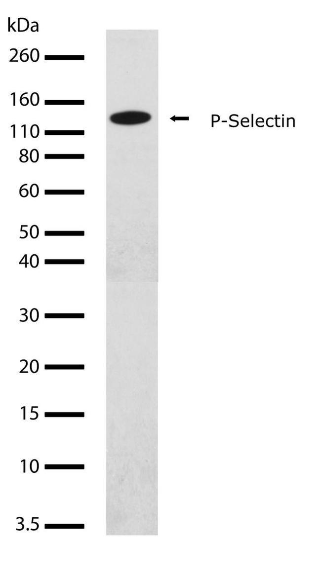 P-Selectin Antibody in Western Blot (WB)