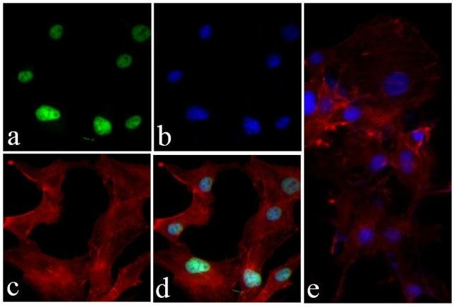 Phospho-Histone H3 (Ser10) Antibody in Immunocytochemistry (ICC/IF)