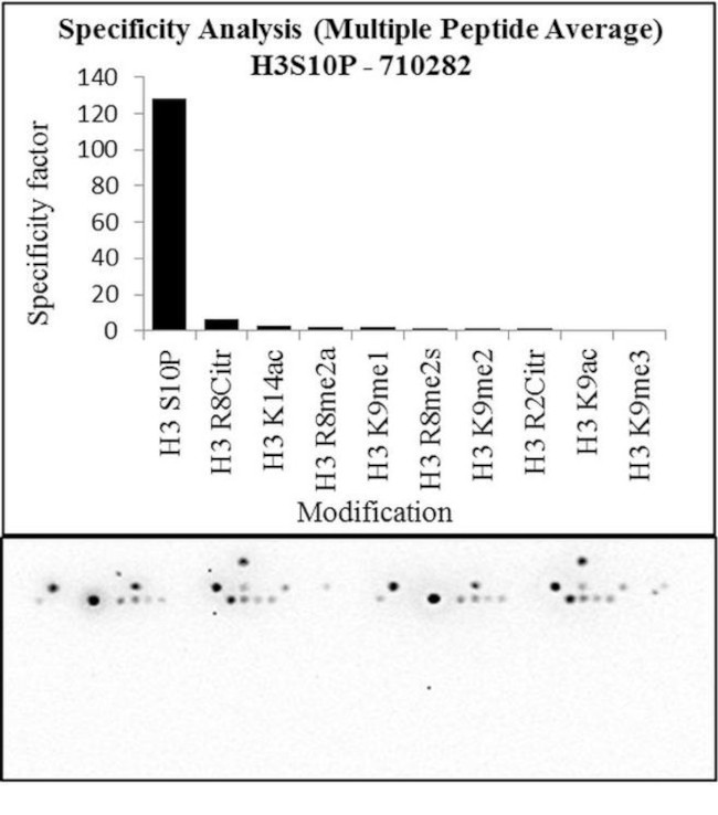 Phospho-Histone H3 (Ser10) Antibody in Peptide array (ARRAY)