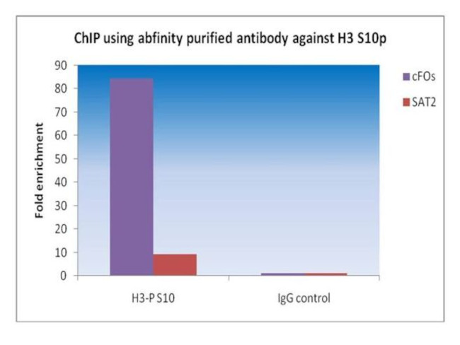 Phospho-Histone H3 (Ser10) Antibody in ChIP Assay (ChIP)