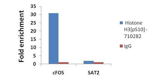 Phospho-Histone H3 (Ser10) Antibody in ChIP Assay (ChIP)