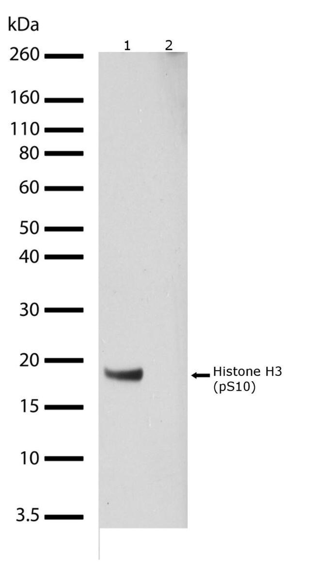 Phospho-Histone H3 (Ser10) Antibody in Western Blot (WB)