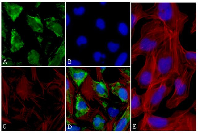 p70 S6 Kinase Antibody in Immunocytochemistry (ICC/IF)