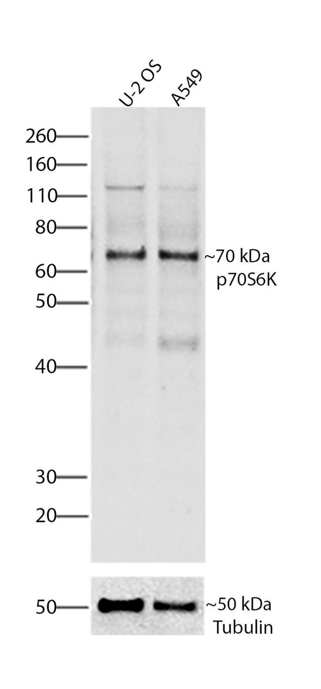 p70 S6 Kinase Antibody in Western Blot (WB)