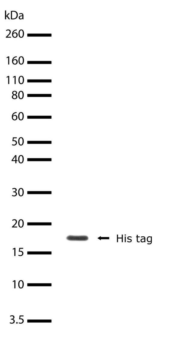 6x-His Tag Antibody in Western Blot (WB)