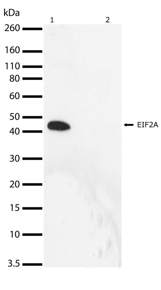 Phospho-EIF2S1 (Ser51) Antibody in Western Blot (WB)