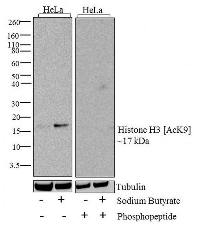 H3K9ac Antibody