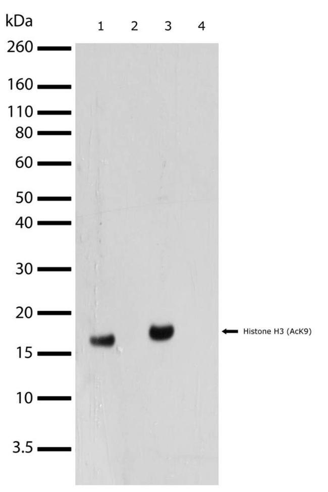 H3K9ac Antibody in Western Blot (WB)