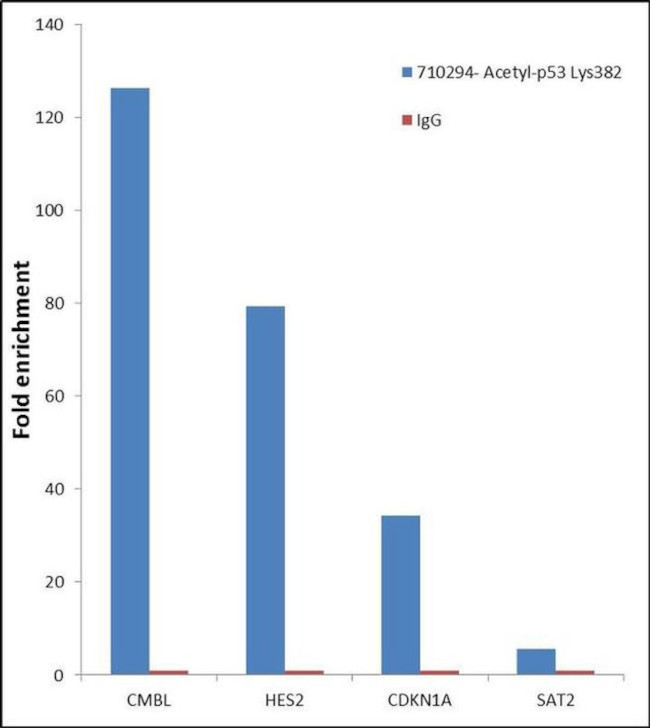 Acetyl-p53 (Lys382) Antibody in ChIP Assay (ChIP)