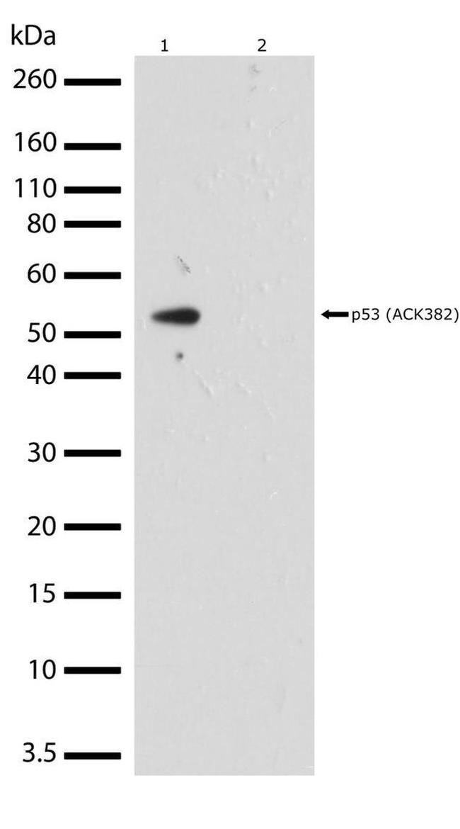 Acetyl-p53 (Lys382) Antibody in Western Blot (WB)