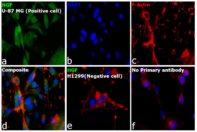 HGF Antibody in Immunocytochemistry (ICC/IF)