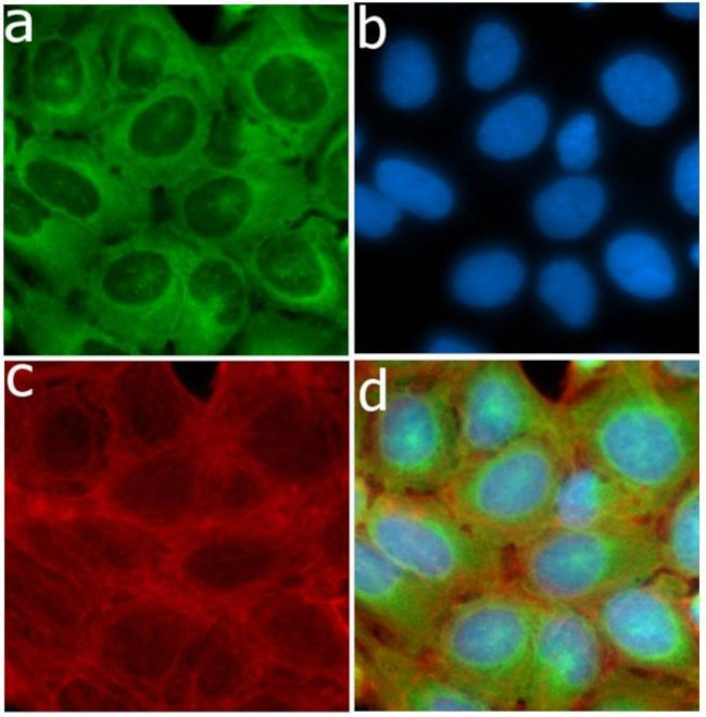 HGF Antibody in Immunocytochemistry (ICC/IF)