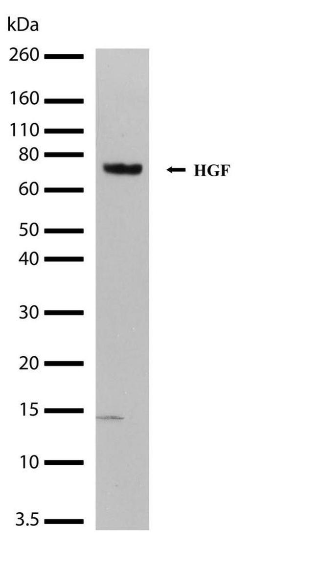 HGF Antibody in Western Blot (WB)