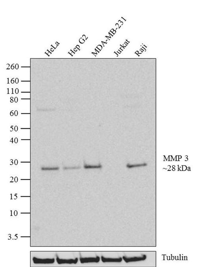 MMP3 Antibody in Western Blot (WB)