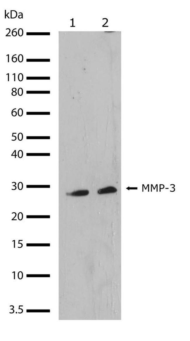 MMP3 Antibody in Western Blot (WB)