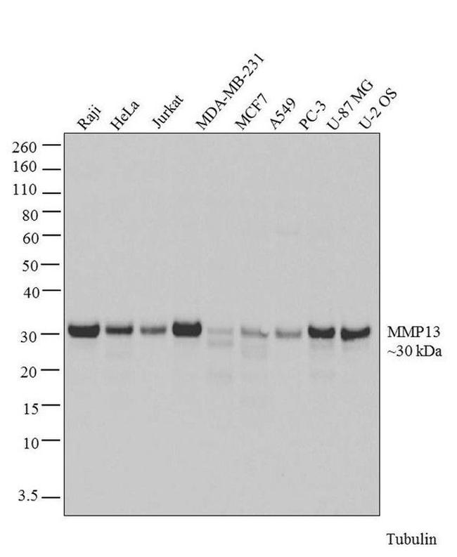 MMP13 Antibody in Western Blot (WB)