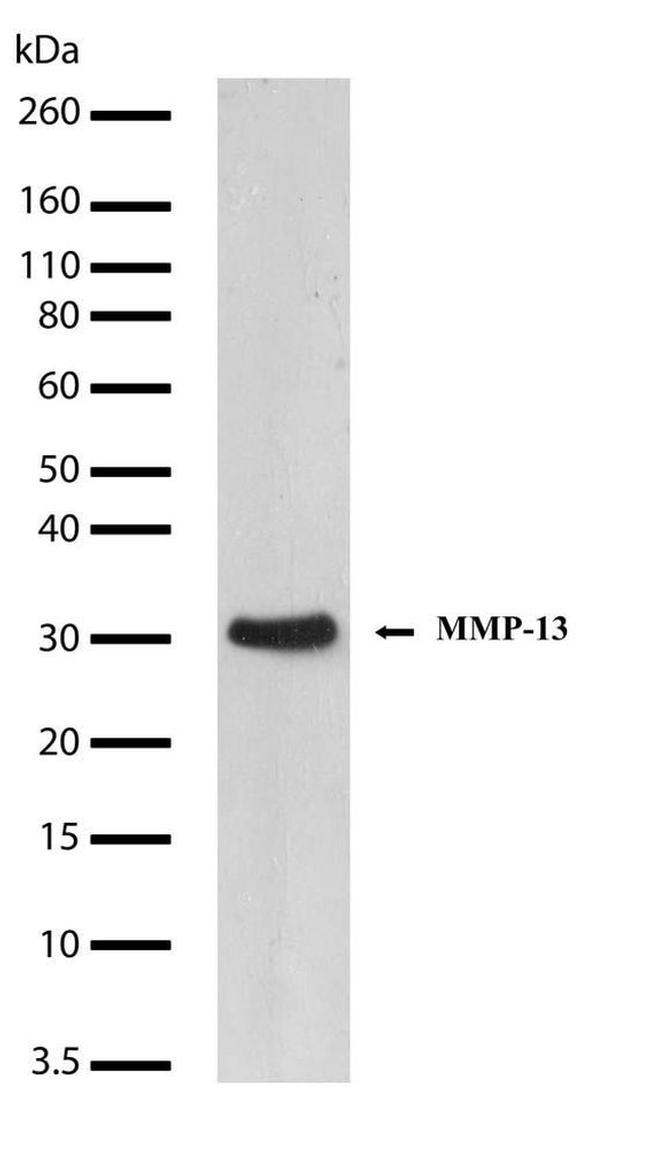 MMP13 Antibody in Western Blot (WB)