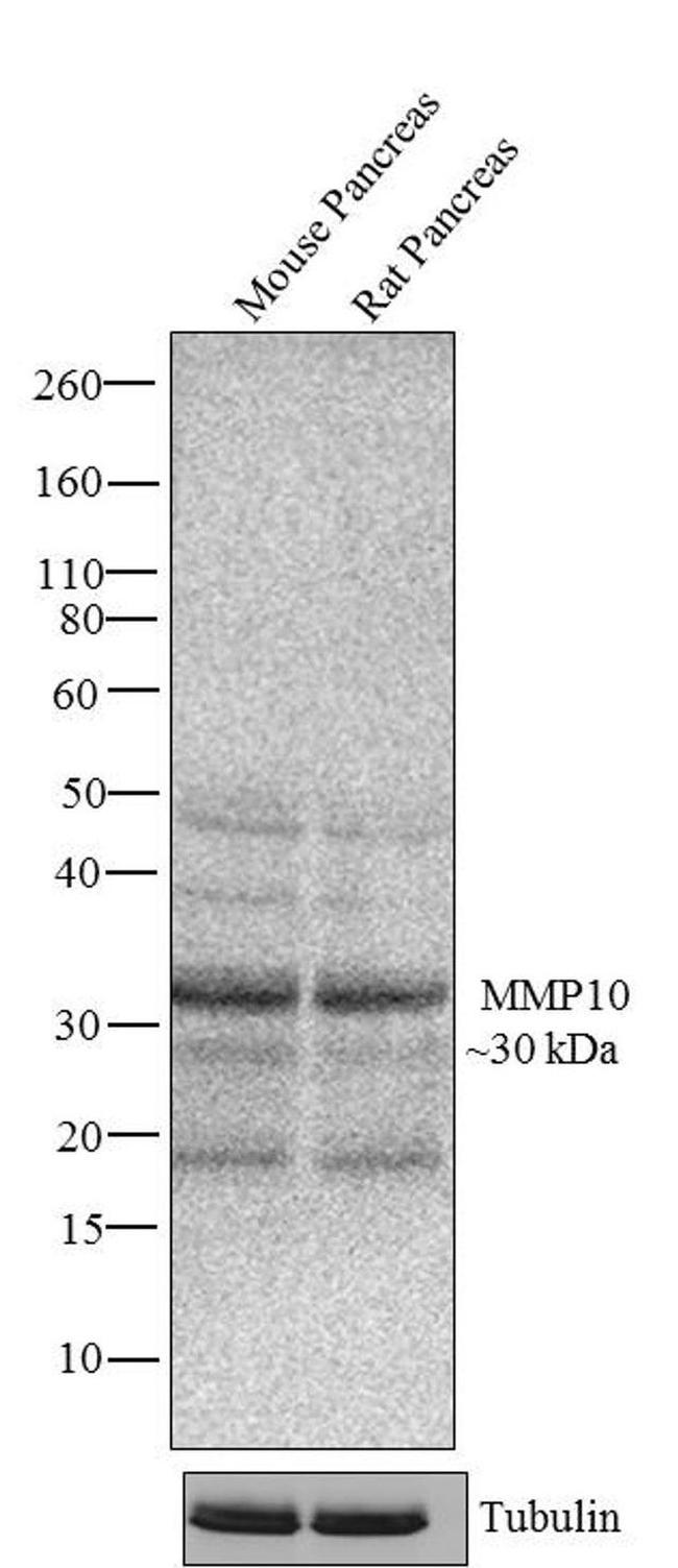 MMP10 Antibody in Western Blot (WB)