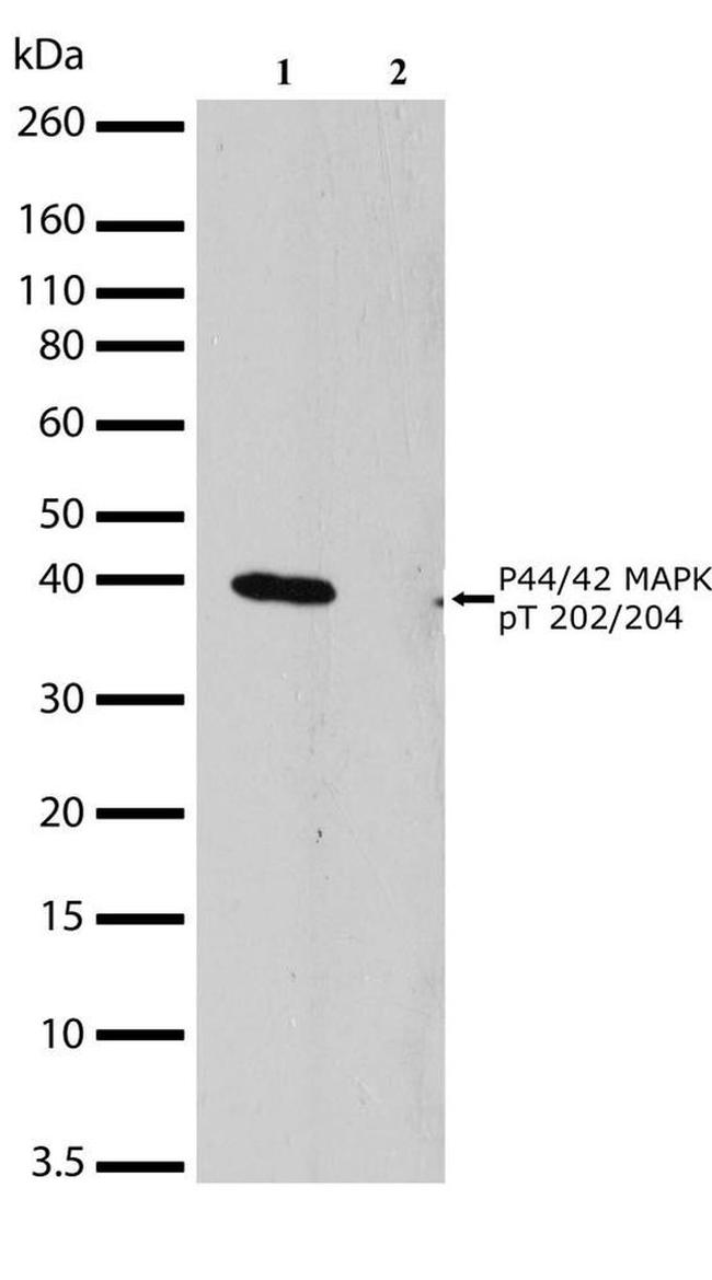 ERK1/ERK2 Antibody in Western Blot (WB)