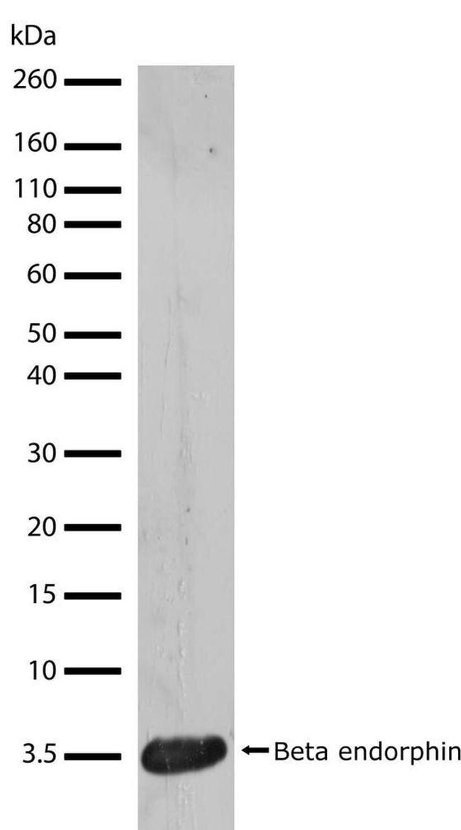 Beta Endorphin Antibody in Western Blot (WB)