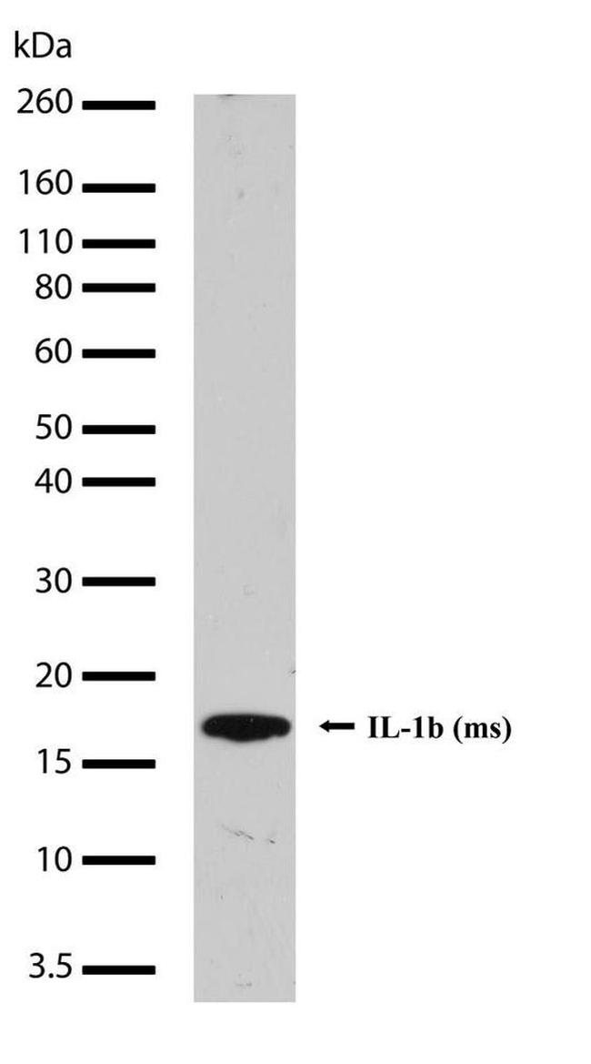 IL-1 beta Antibody in Western Blot (WB)