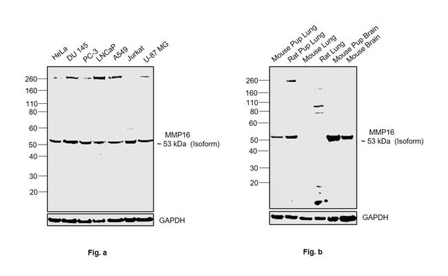 MMP16 Antibody in Western Blot (WB)