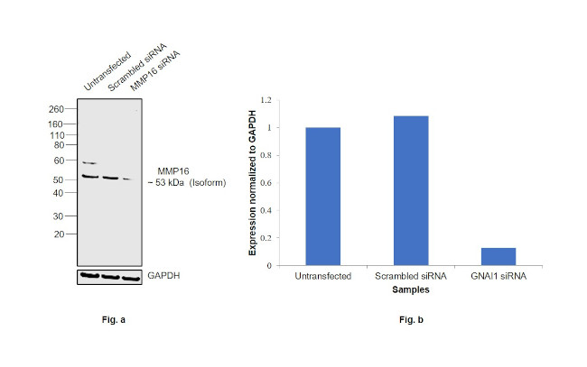 MMP16 Antibody