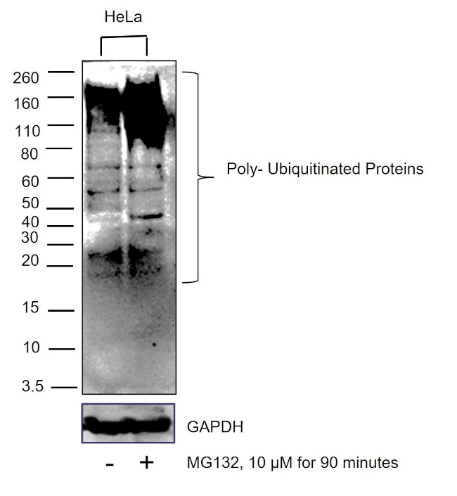 Ubiquitin Antibody in Western Blot (WB)