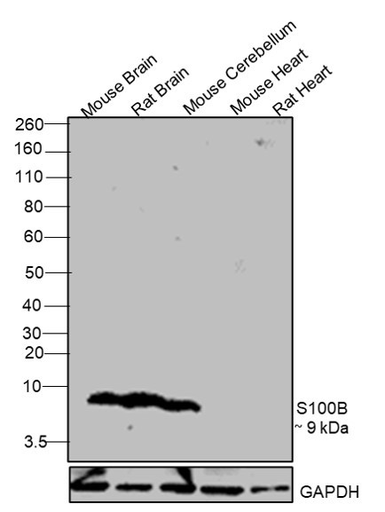 S100B Antibody